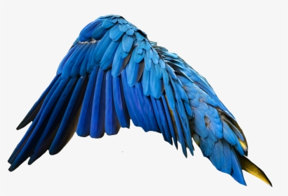 #blue #wing #wingsofanangel #wings #feathers - Blue Angel Wings Png, Transparent Png, Free Download