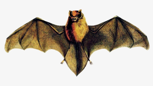 Natalus Stramineus Bat - Cuban Greater Funnel Eared Bat Drawing, HD Png Download, Free Download