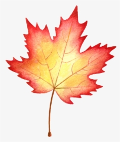 Maple Leaf, HD Png Download, Free Download