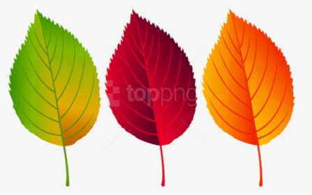 Awesome Download Colorful Png - Colorful Fall Leaves Clipart, Transparent Png, Free Download