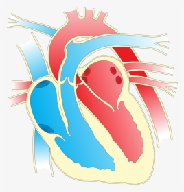 Heart Diagram - Heart Diagram Clip Art, HD Png Download, Free Download