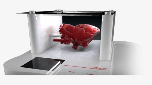 Made To Order Heart & Organ Model - Table, HD Png Download, Free Download
