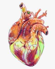 #heart #realistic #real #edit #sticker - Realistic Human Heart Art, HD Png Download, Free Download