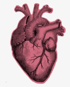#heart #realistic - Human Heart Drawing Png, Transparent Png, Free Download