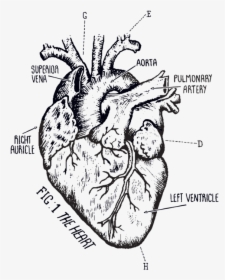 Biological Heart Drawing, HD Png Download, Free Download