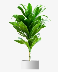 Potted Plant White Background, HD Png Download, Free Download