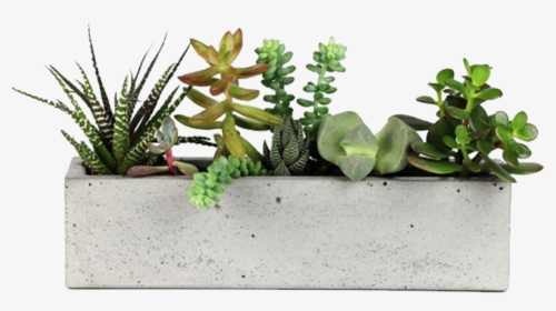 Concrete Planter - Concrete Planter With Succulents, HD Png Download, Free Download