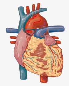 Lymph Nodes In The Heart, HD Png Download, Free Download