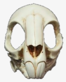 #rabbit #skull #death #mask #skullmask - Rabbit Skull Png, Transparent Png, Free Download