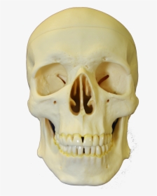 Skull, HD Png Download, Free Download
