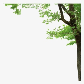 #ftestickers #tree #border, HD Png Download, Free Download