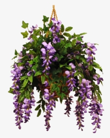 Photo Wisteriaviolet - Wisteria, HD Png Download, Free Download