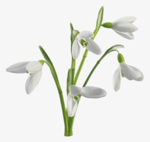 Multiple Snowdrops Flowers, HD Png Download, Free Download