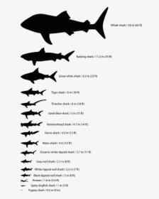 Shark Silhouette Png, Transparent Png, Free Download