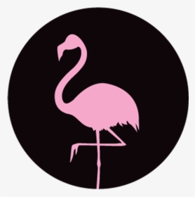 Pink Flamingo Png, Transparent Png, Free Download