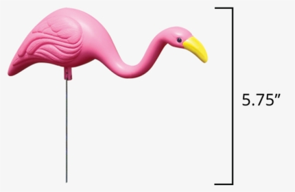 Flamingos In Mini Mingo, HD Png Download, Free Download