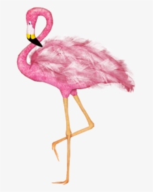 #mq #pink #flamingo #flamingos #bird, HD Png Download, Free Download