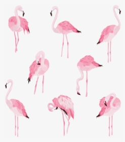 Pink Flamingo Png, Transparent Png, Free Download