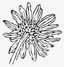 Black, Back, Outline, Drawing, Flower, White, Plant, HD Png Download, Free Download