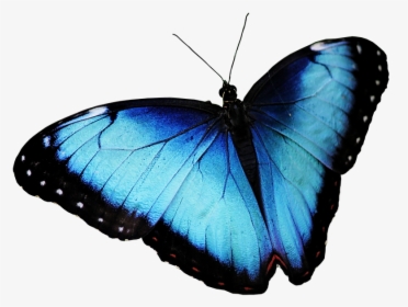 Butterfly, Blue Butterfly, Butterfly Png, Transparent Png, Free Download