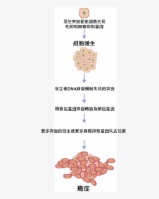 Cancer Requires Multiple Mutations From Nih, HD Png Download, Free Download