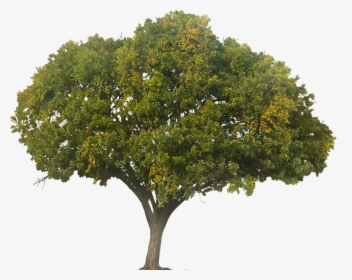 Large Tree Png, Transparent Png, Free Download