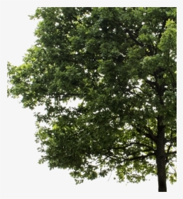 Large Tree Png, Transparent Png, Free Download