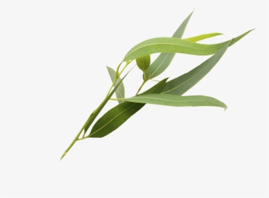Eucalyptus Polyanthemos Leaf Essential Oil, HD Png Download, Free Download