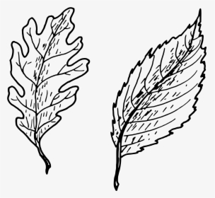 Simple Leaves Clip Arts, HD Png Download, Free Download