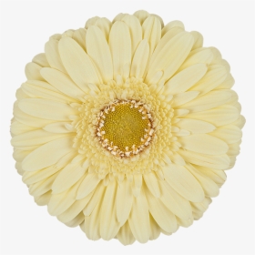 Enjoy Png, Transparent Png, Free Download