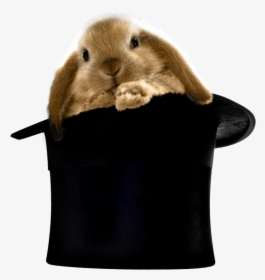Rabbit Clipart Hat, HD Png Download, Free Download