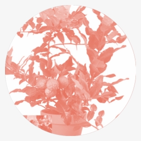 Obscured By A Kefir Lime Bush And A Wild Geranium, HD Png Download, Free Download