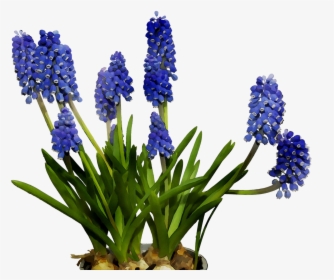 English Lavender Cut Flowers Hyacinth Bluebonnet, HD Png Download, Free Download
