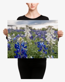 Transparent Bluebonnets Png, Png Download, Free Download