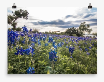 Bluebonnet Png, Transparent Png, Free Download