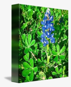 Bluebonnet Png, Transparent Png, Free Download