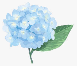 French Hydrangea East Asian Rainy Season Illustrator, HD Png Download, Free Download