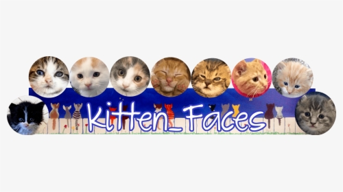 Kitten Faces, HD Png Download, Free Download