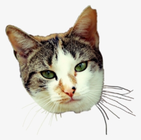 #daisy #kittylove #kitty #kitten #cat #catto #catlover, HD Png Download, Free Download