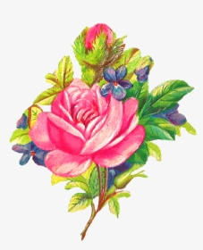 Rose Flower Image Digital Botanical Art, HD Png Download, Free Download