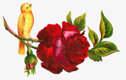 Red Rose Clip Art Yellow Bird, HD Png Download, Free Download