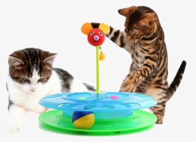 Kittens Clipart Cat Toy, HD Png Download, Free Download
