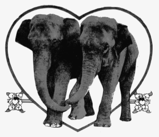 Lover Elephants Clip Arts, HD Png Download, Free Download