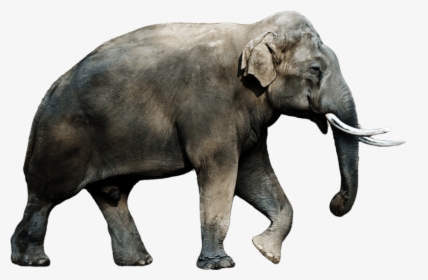 Elephant Png Image, Transparent Png, Free Download