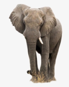 Elephant Png Image, Transparent Png, Free Download
