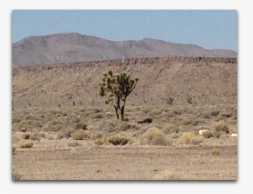 Gc Joshua Tree, HD Png Download, Free Download