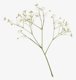 White Flower Aesthetic Png , Png Download, Transparent Png, Free Download