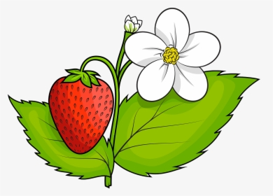 Strawberry Clipart Png, Transparent Png, Free Download