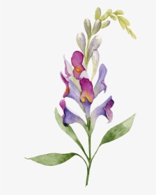 Orchid , Png Download, Transparent Png, Free Download
