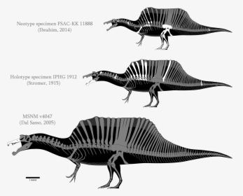 In Past Couple Of Months I Had One Research About Tyrannosaurus, HD Png Download, Free Download